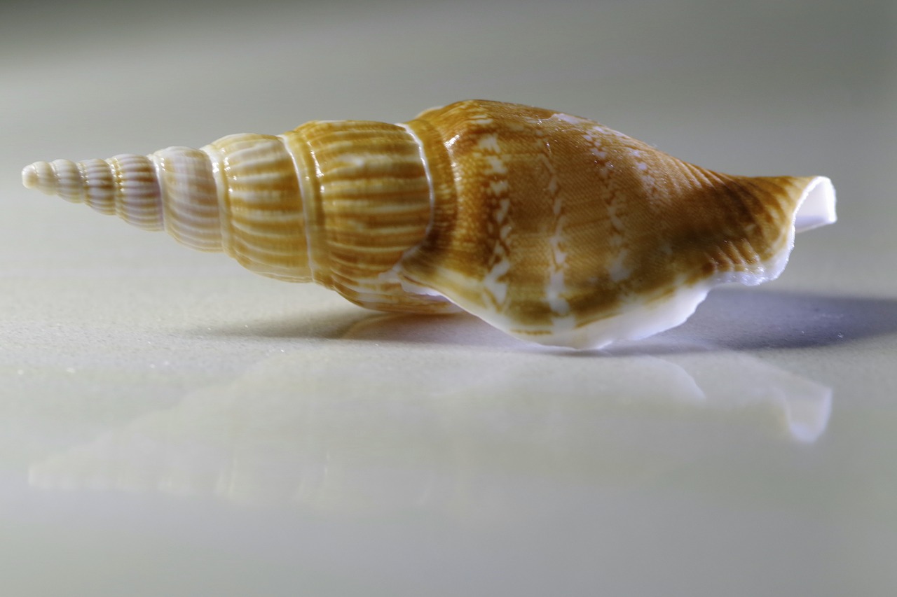 Image - seashell shell spiral scallop