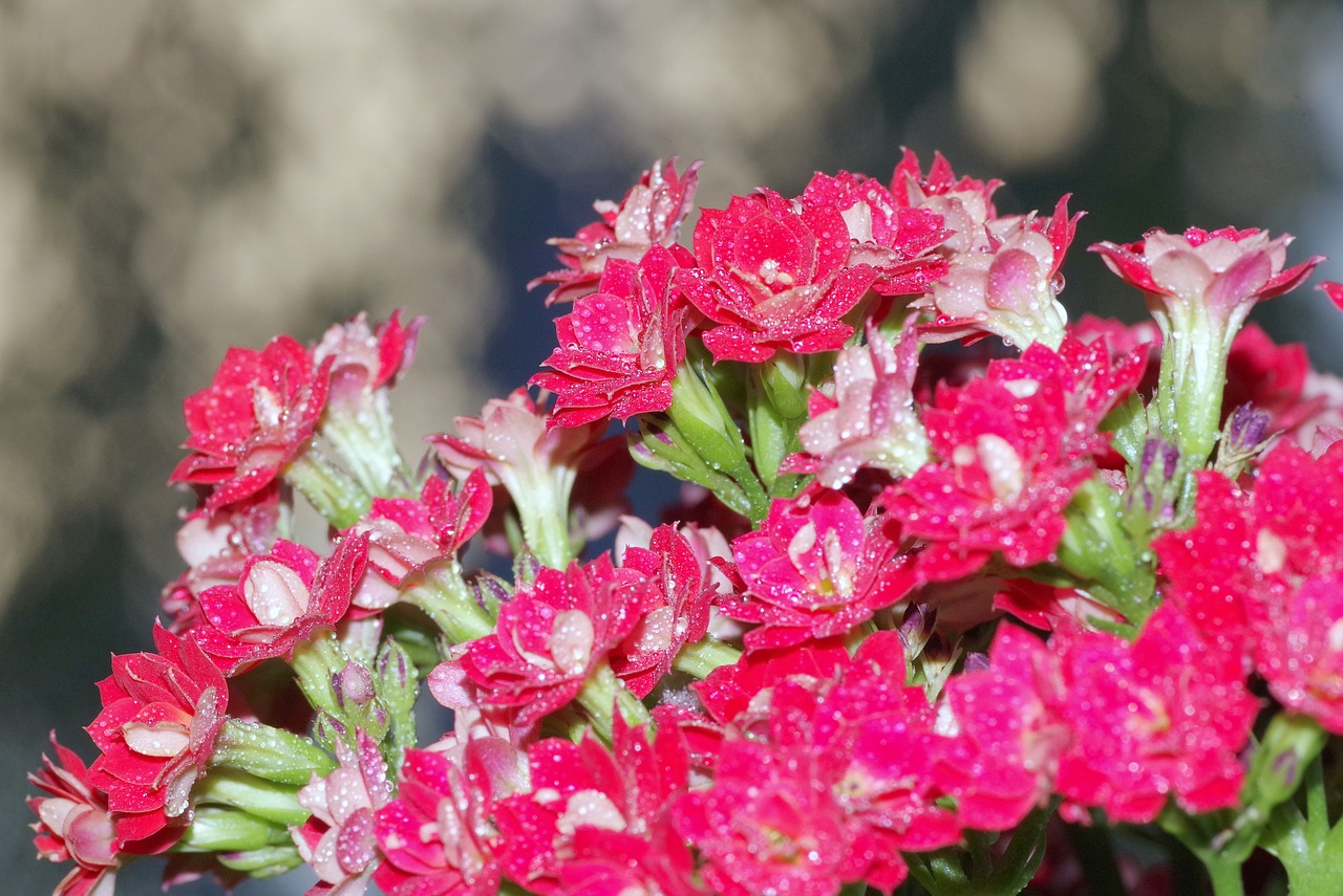 Image - flowers posy karmazynowe red minor