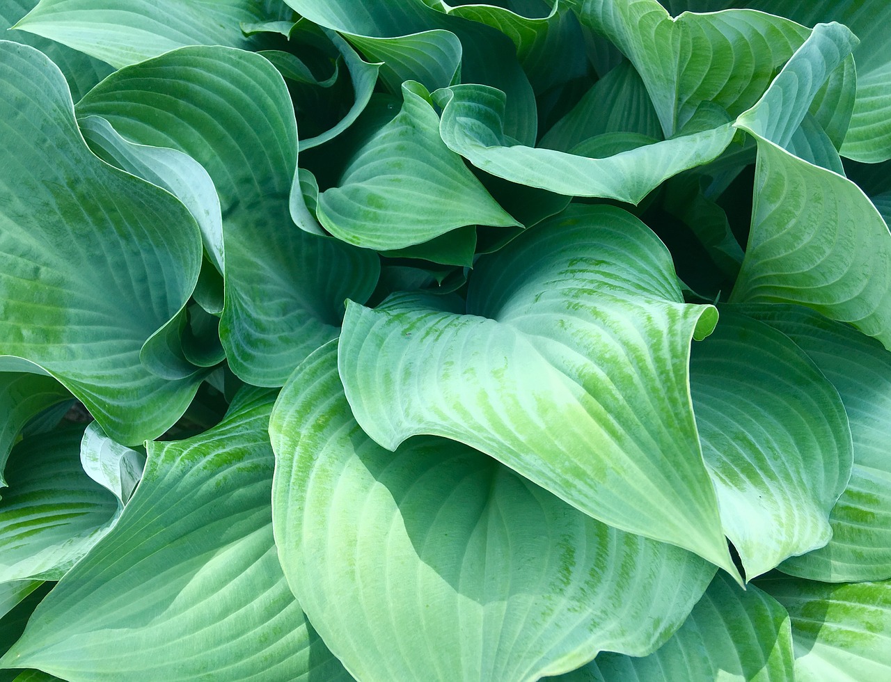 Image - green garden detail natural plant