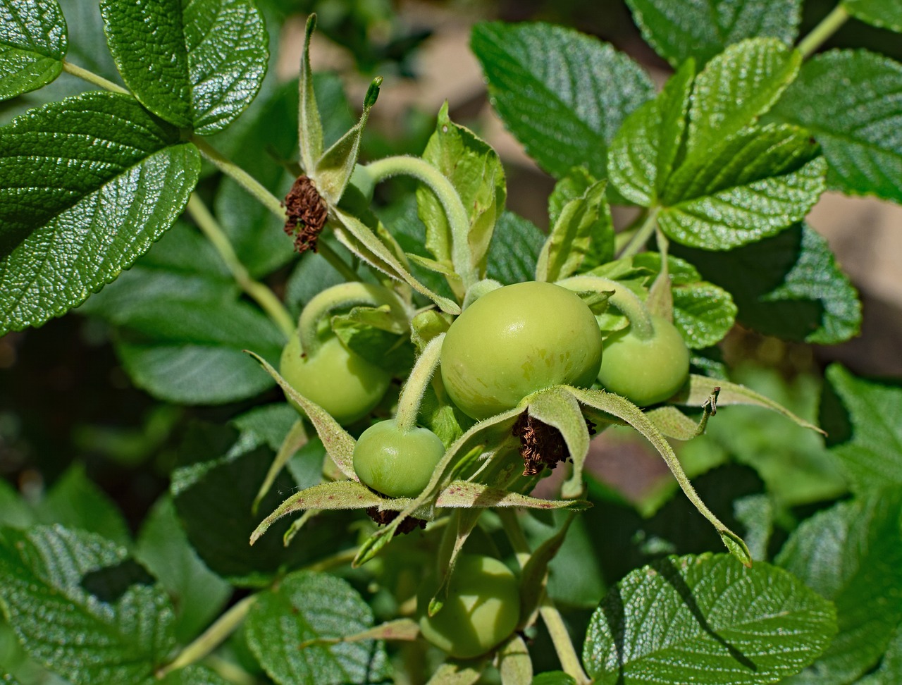 Image - green rose hips rose rugosa rose