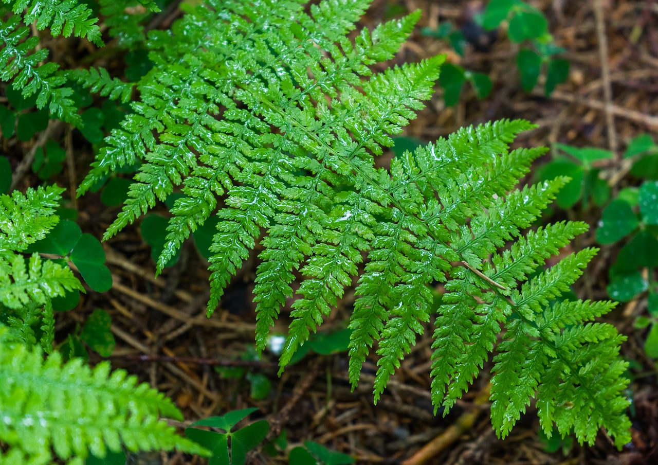 Image - fern macro drip forest green