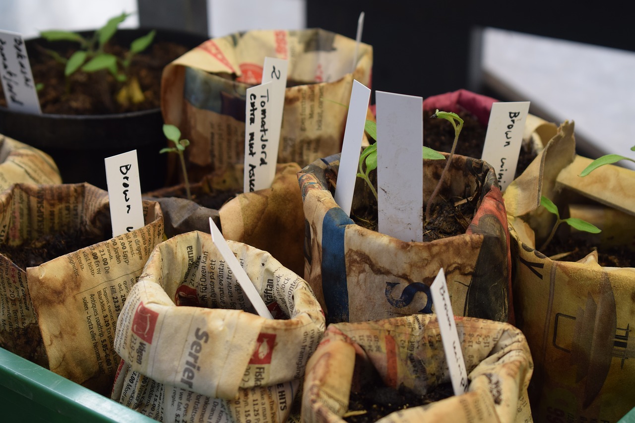 Image - seedlings vegetables grow