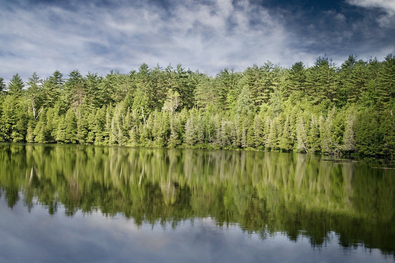 Image - shore lake forest bank fir trees