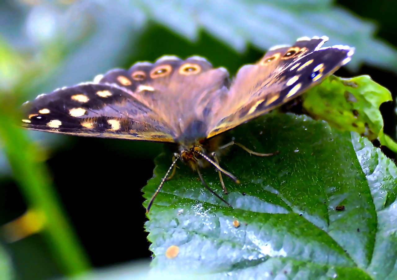 Image - butterfly brown leaf insect