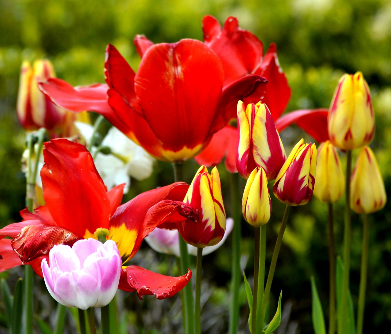 Image - tulips colorful spring flowers