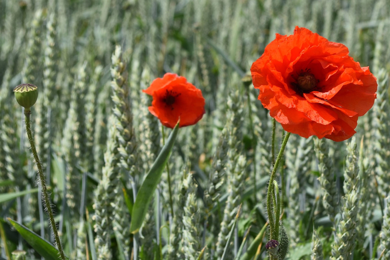 Image - flower cornflower rose poppy red