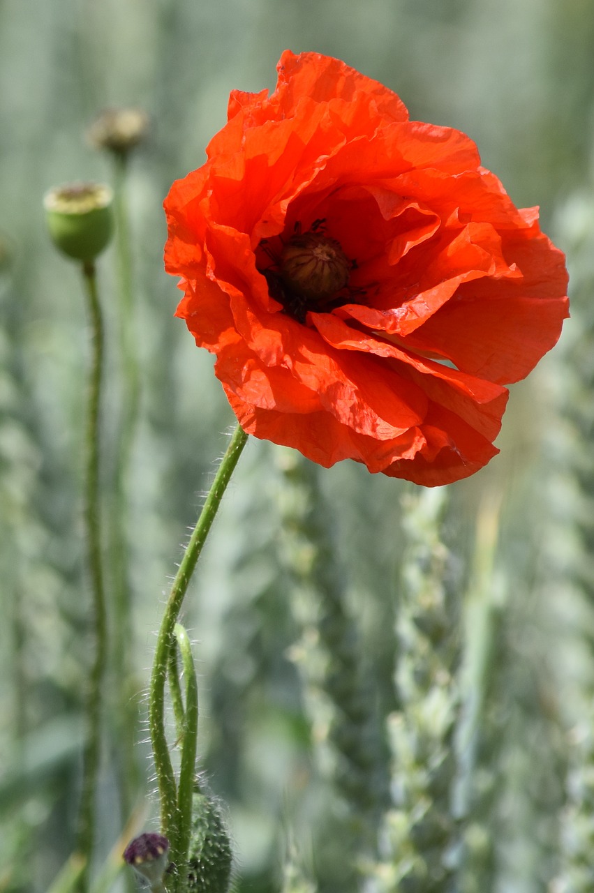 Image - flower cornflower rose poppy red