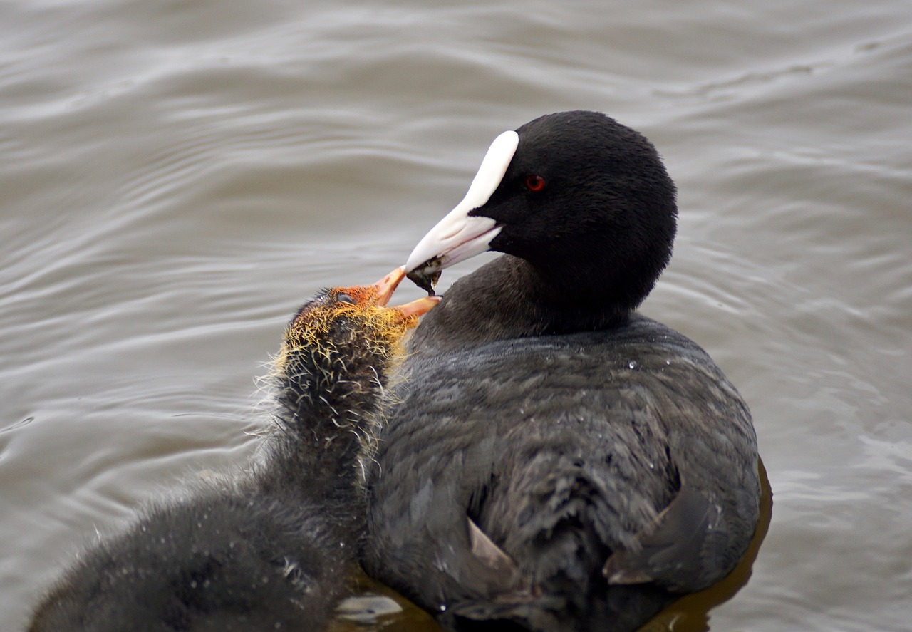 Image - coot waterfowl plumage nature