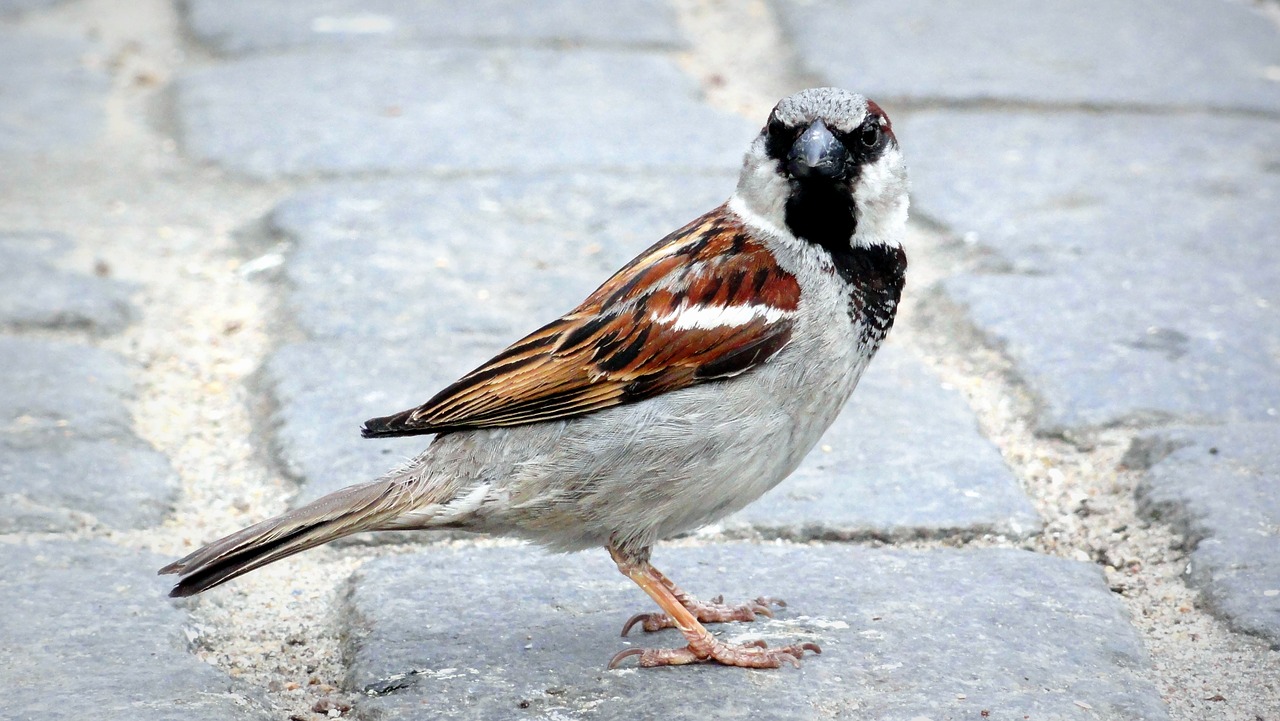 Image - bird the sparrow wróbelek pen