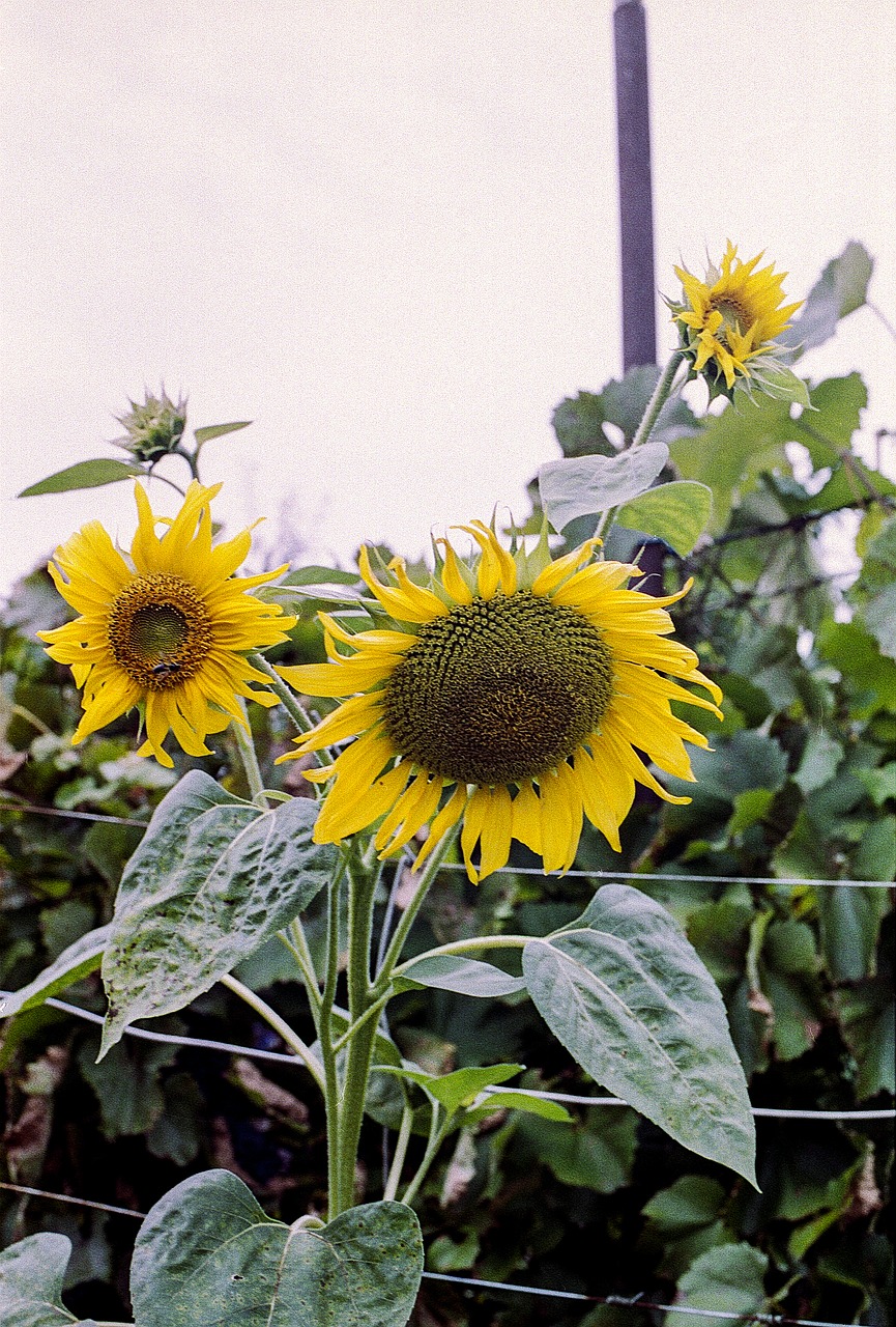 Image - sunflower summer yellow nature