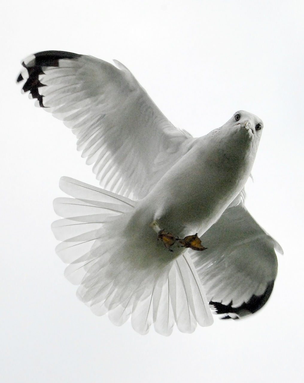 Image - seagull bird feather white