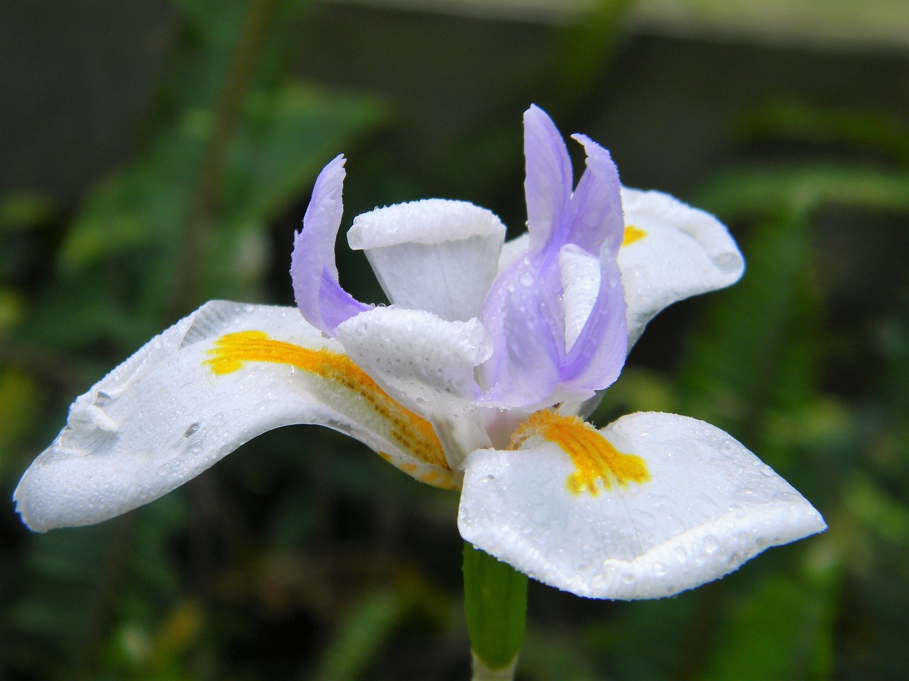 Image - flower garden white violet yellow