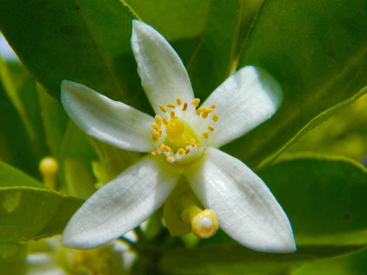 Image - lime flower white flower lime white