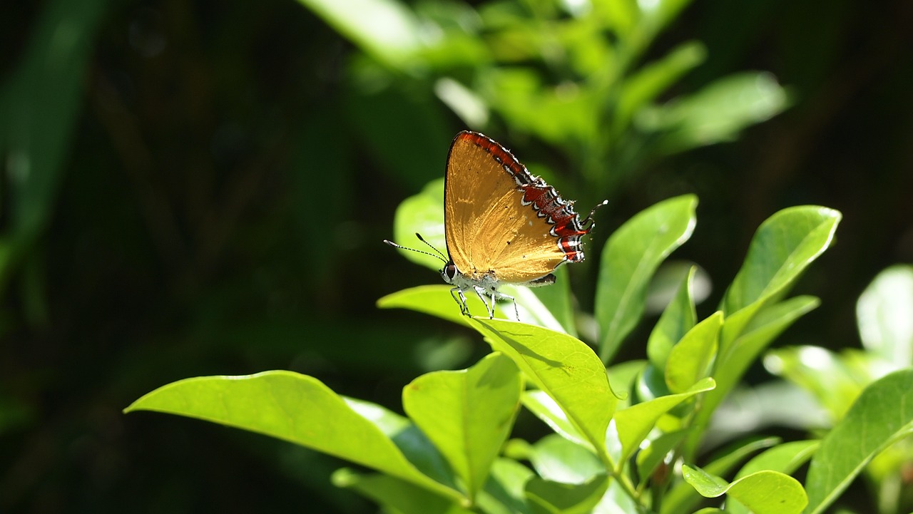 Image - butterfly light transmittance