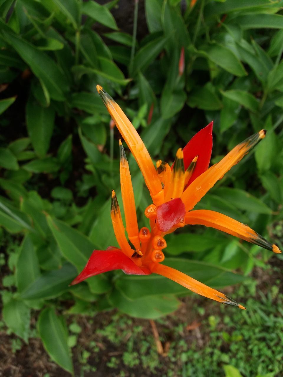 Image - heliconia flower flowers colombia