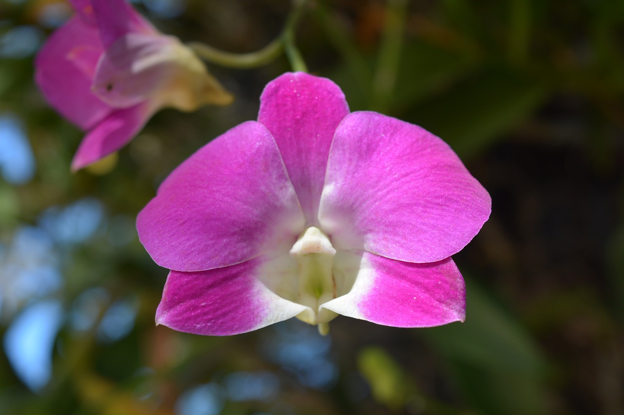 Image - flowers pink thai orchid