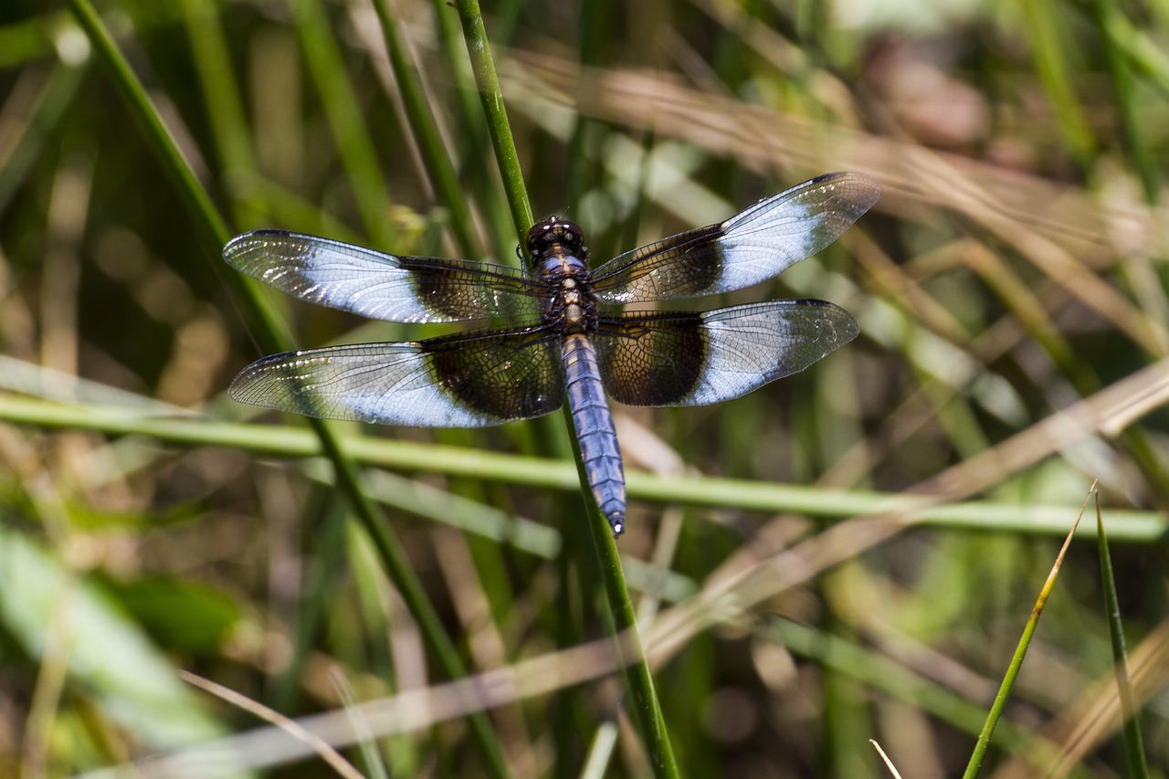 Image - widow skimmer skimmers dragonfly