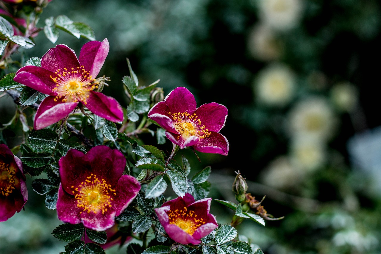 Image - floral nature spring flower plant