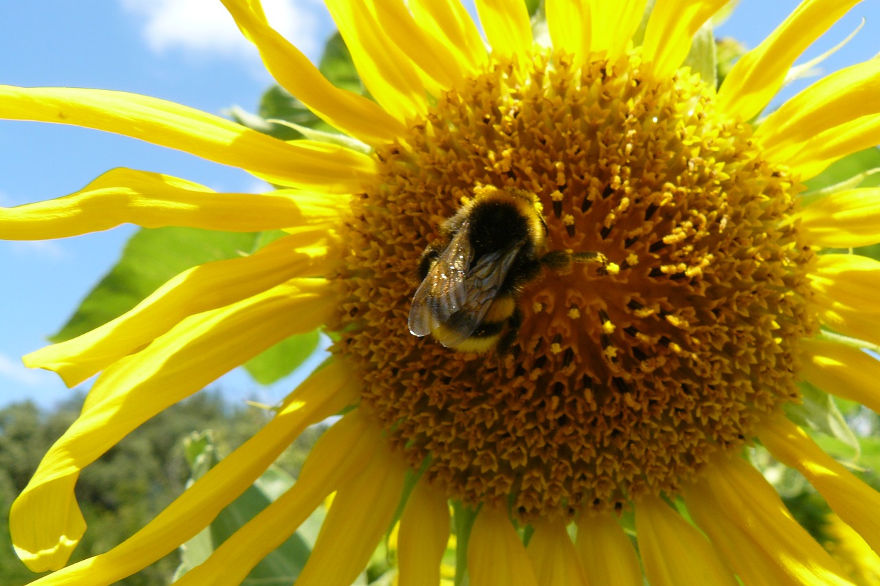 Image - macro summer sunflower forage