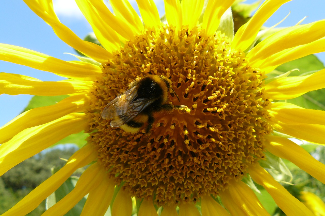 Image - macro summer sunflower forage