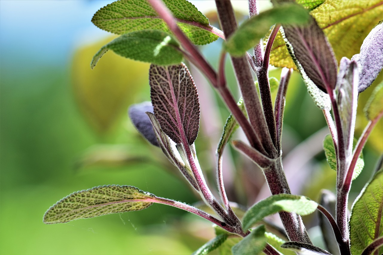 Image - sage plant nature green leaves