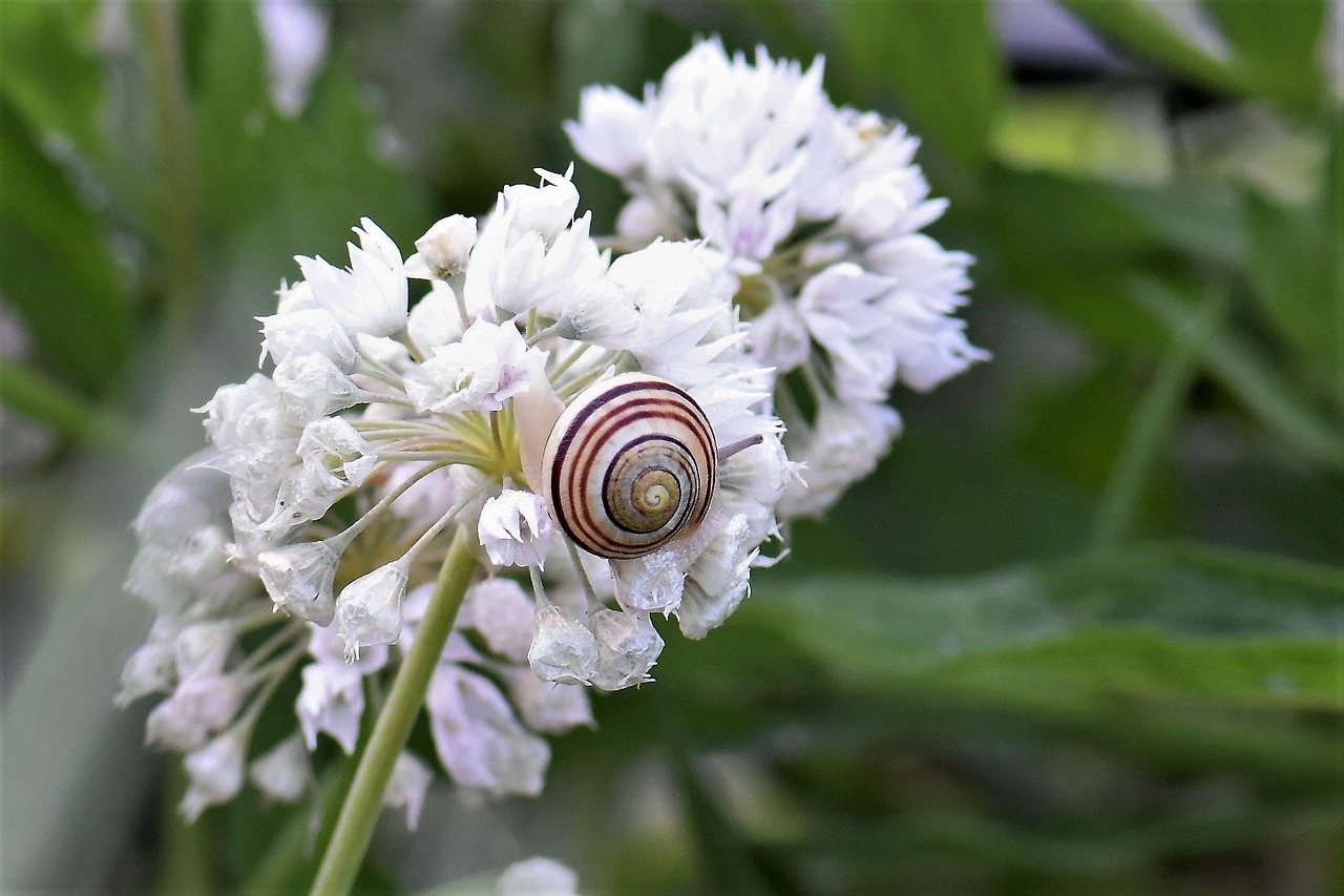 Image - snail shell blossom bloom nature