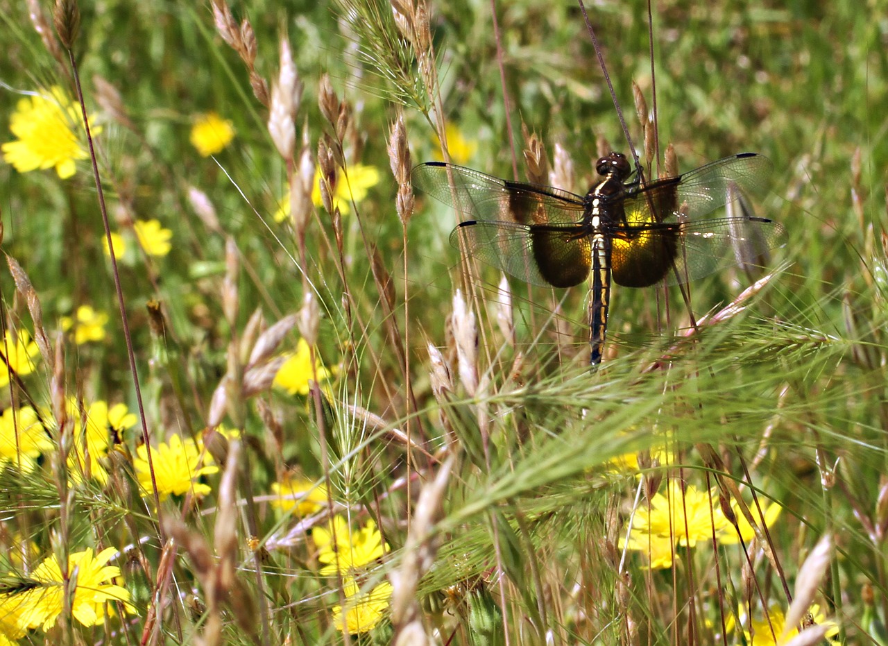 Image - widow skimmer young male dragonfly