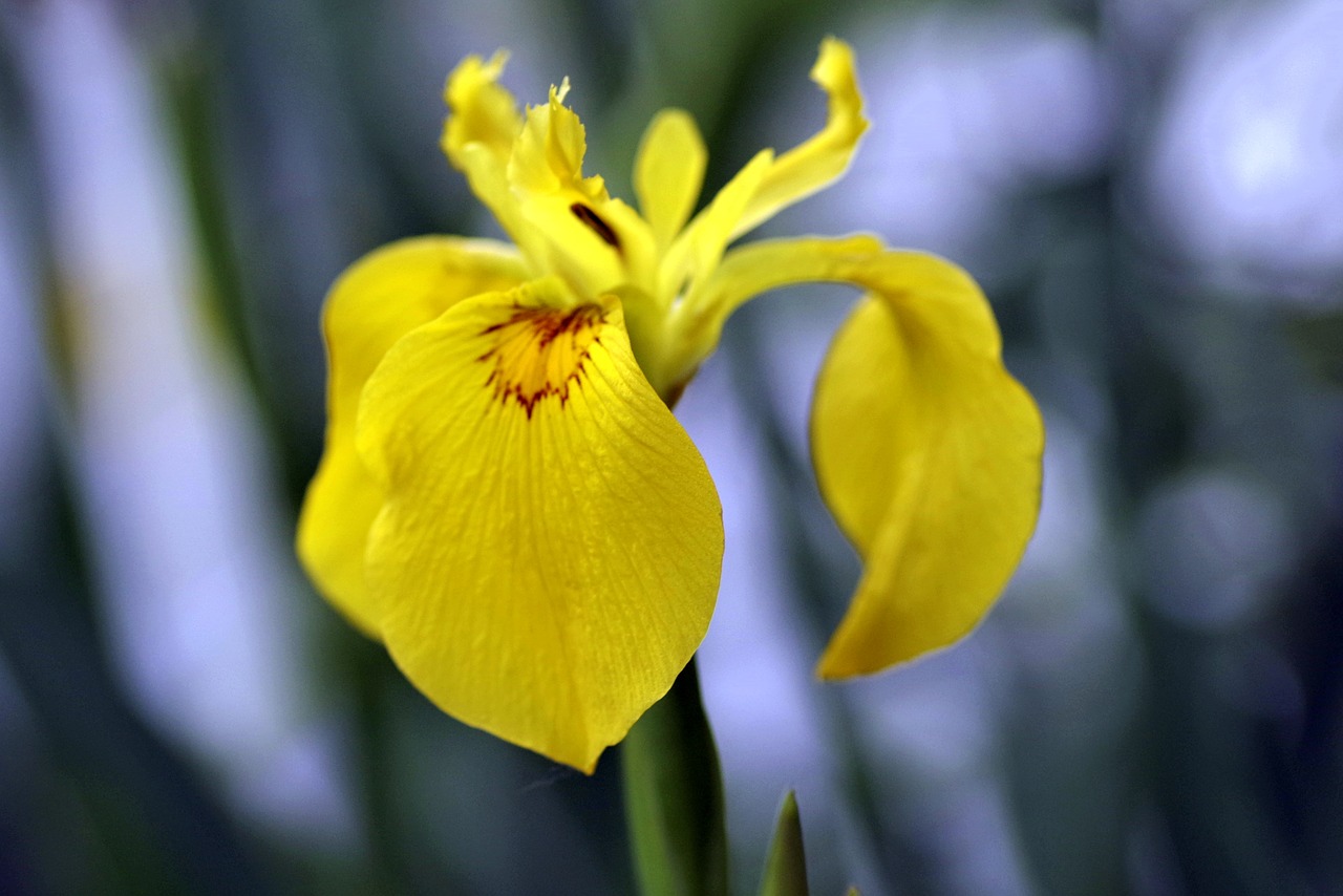 Image - iris yellow flower single dashing