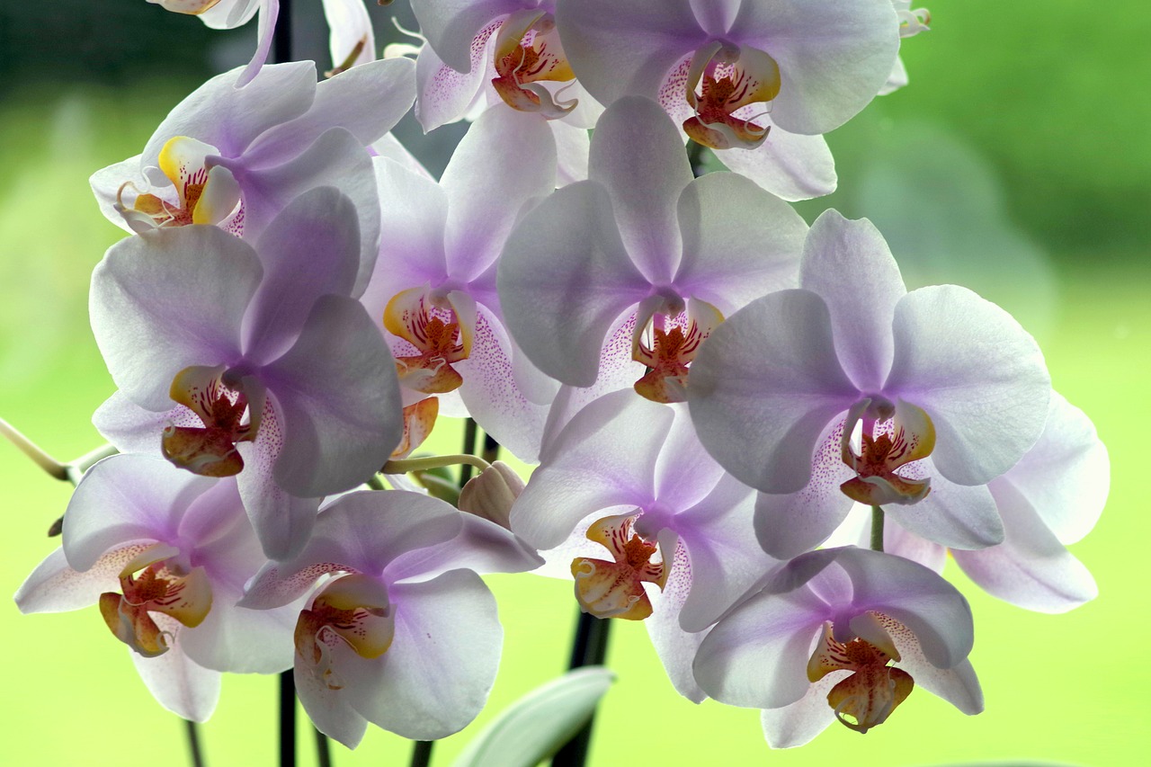 Image - flower dashing pink decoration