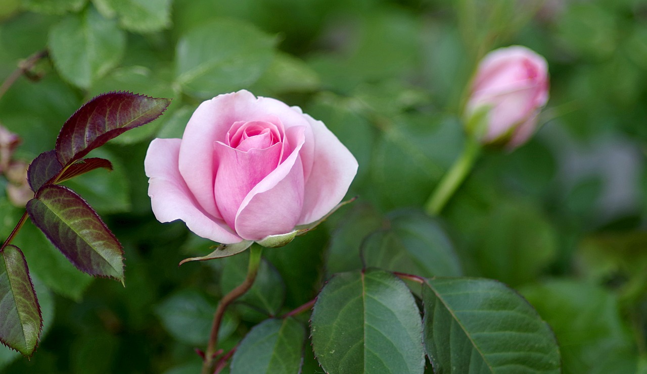 Image - roses bush pink bright red jasna