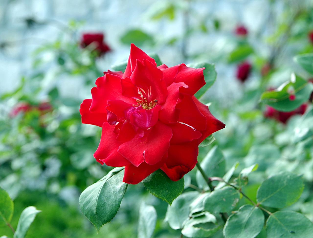 Image - rose bright red red the petals