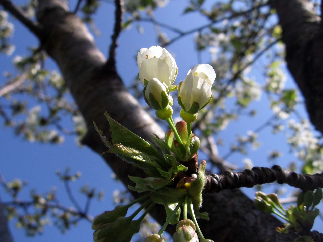 Image - tree flowers buds apricot spring