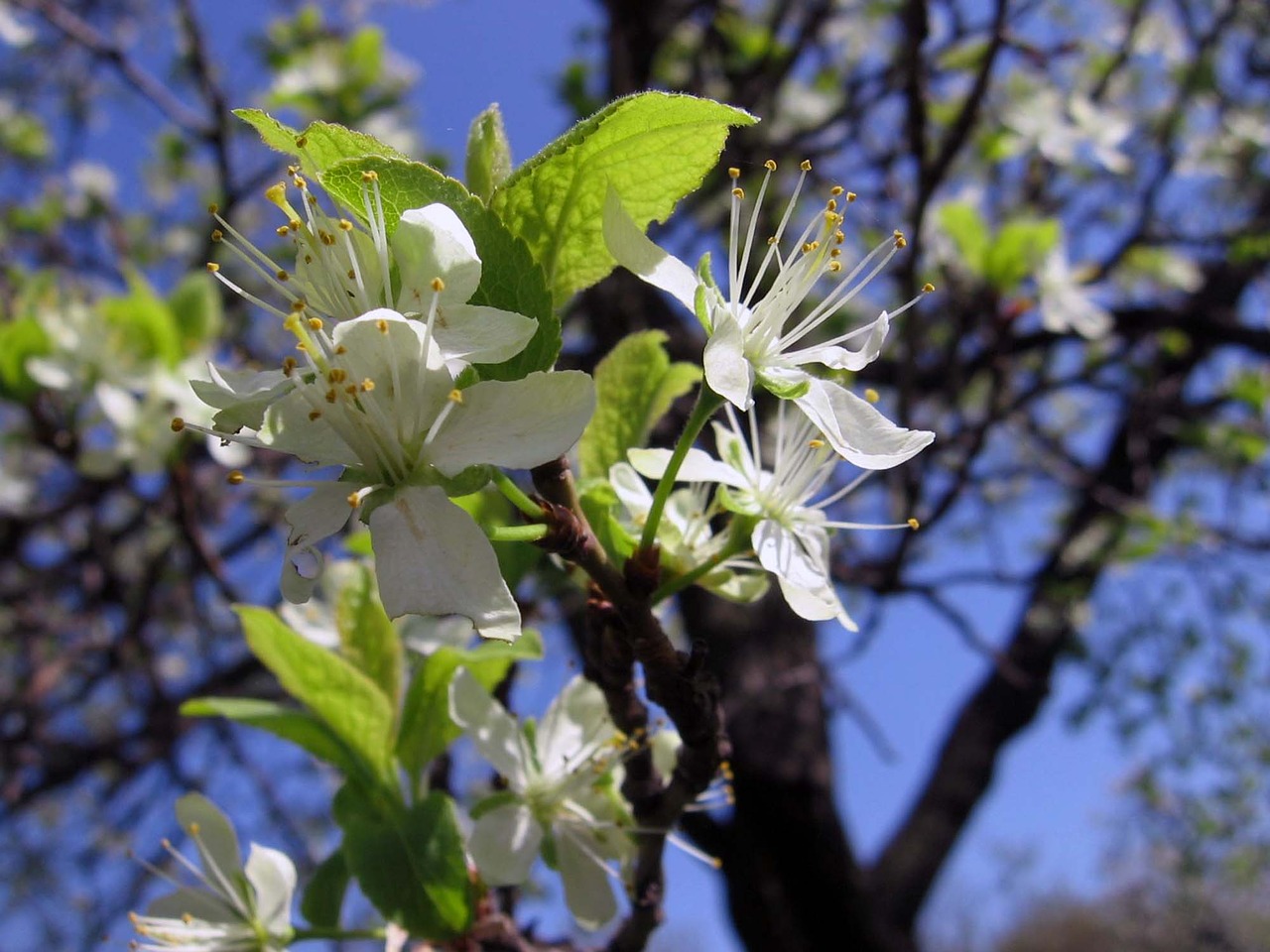 Image - tree flowers buds apricot spring