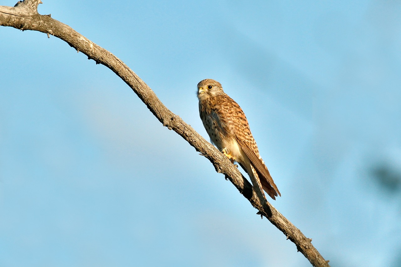 Image - birds of prey kestrel bogart village