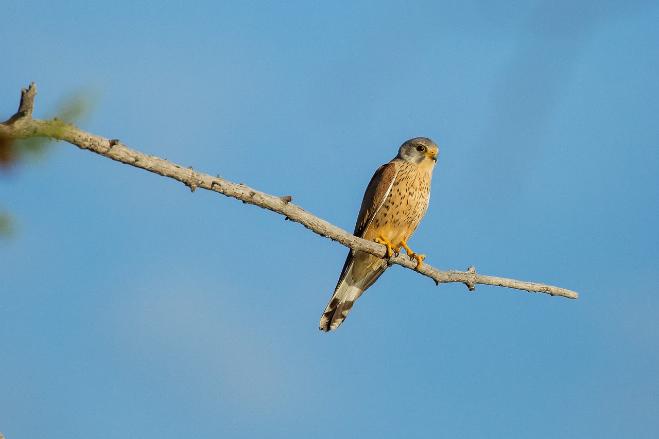 Image - birds of prey kestrel break june