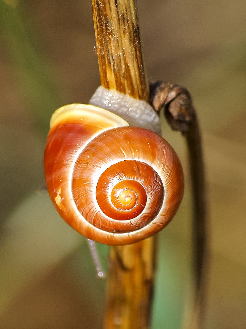 Image - snail tape worm nature animal