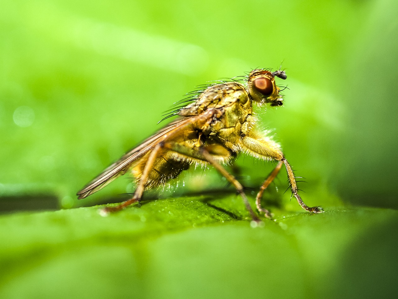 Image - fly dung fly nature animal insect