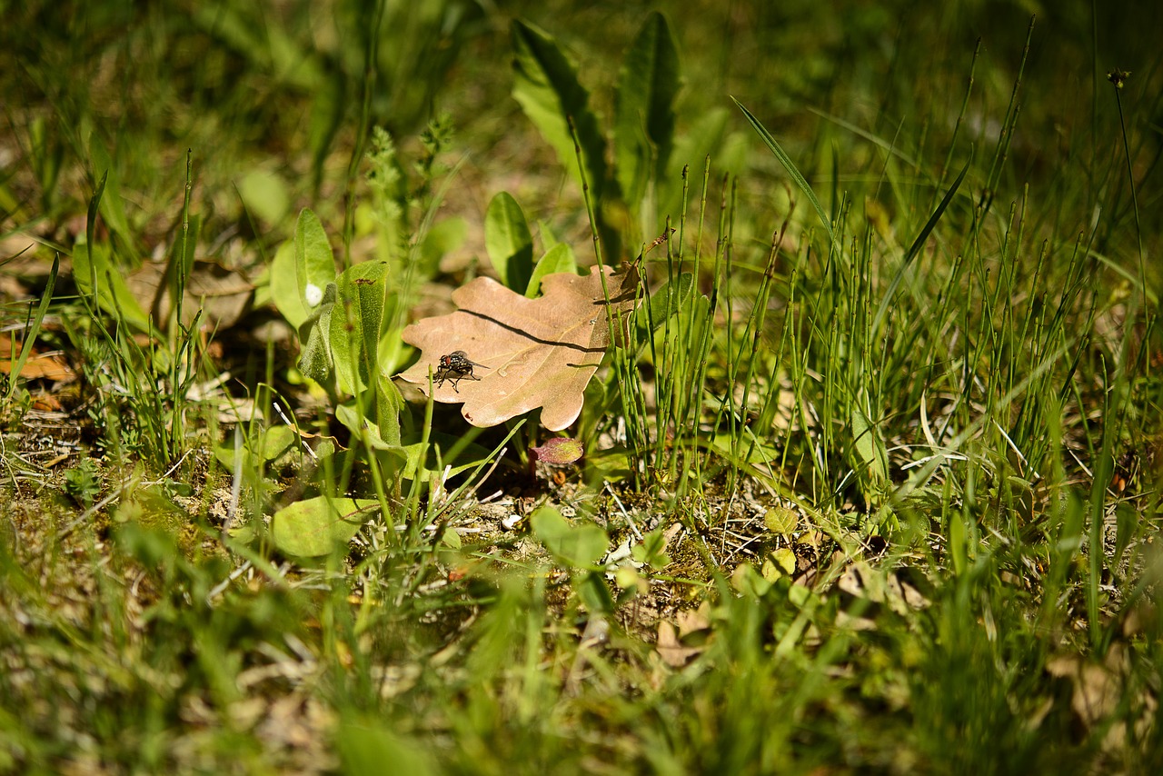 Image - pre fly oak leaf prairie nature