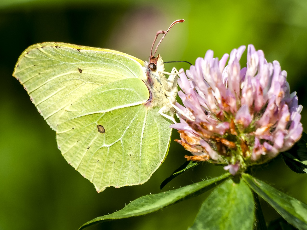 Image - gonepteryx rhamni butterfly nature