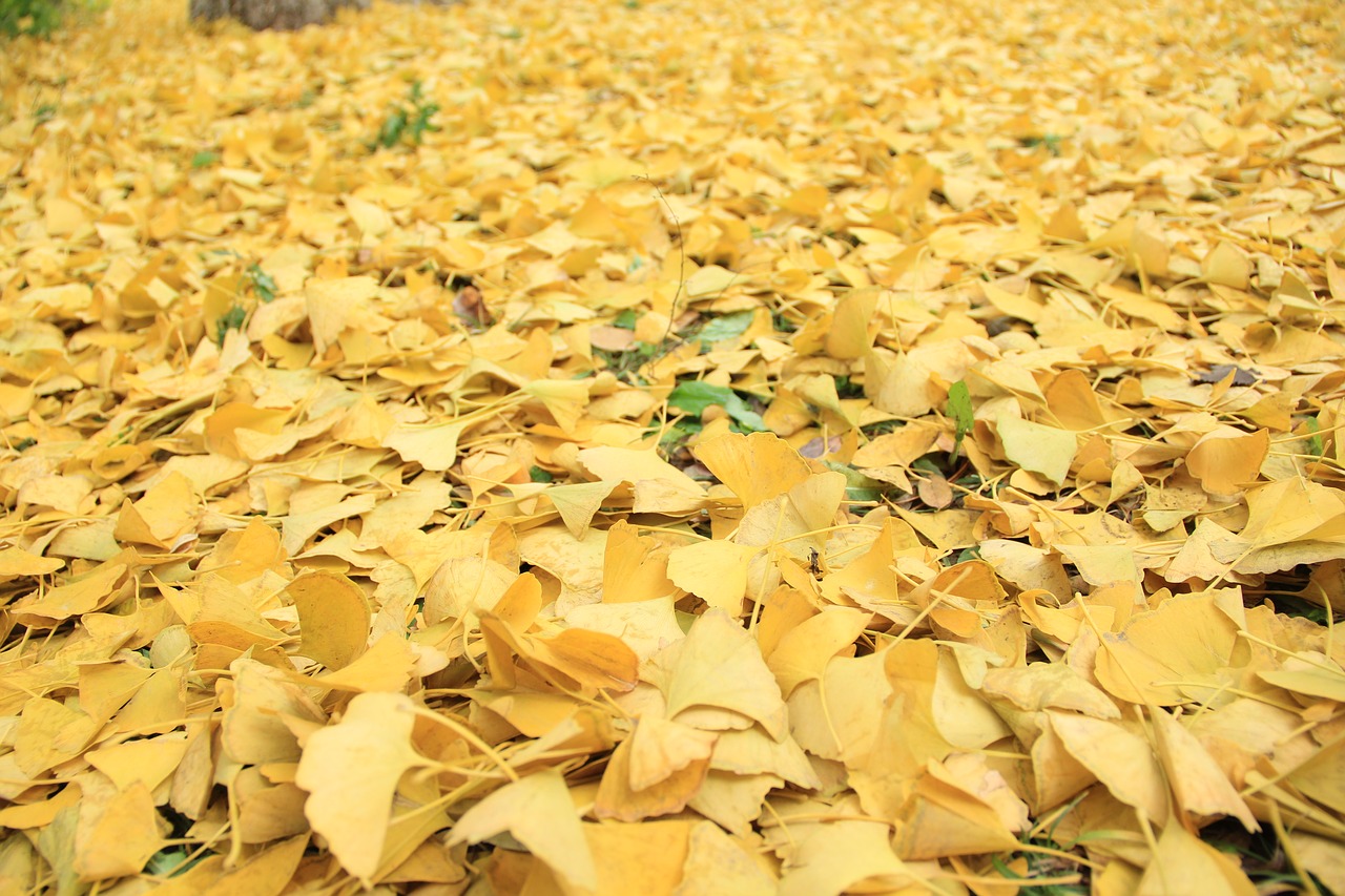 Image - golden yellow defoliation autumn