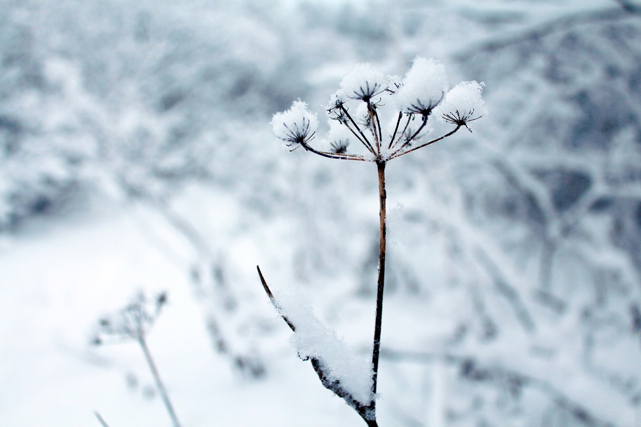 Image - winter flowers plant flower white