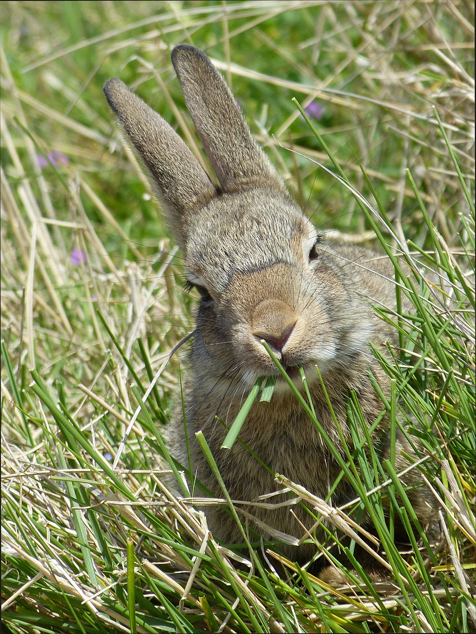 Image - wild rabbits rabbit nager