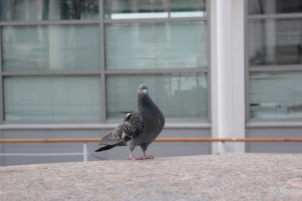 Image - bird dove birds pigeons wings