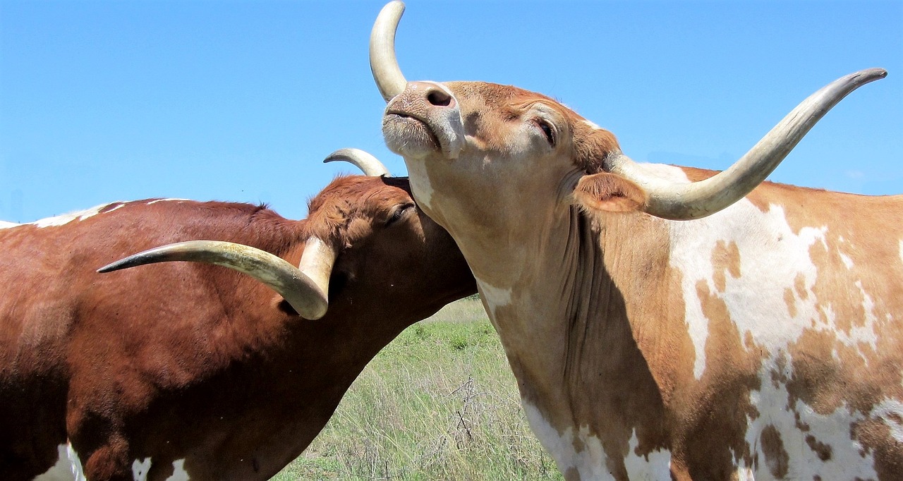 Image - longhorn cattle cow horns farm