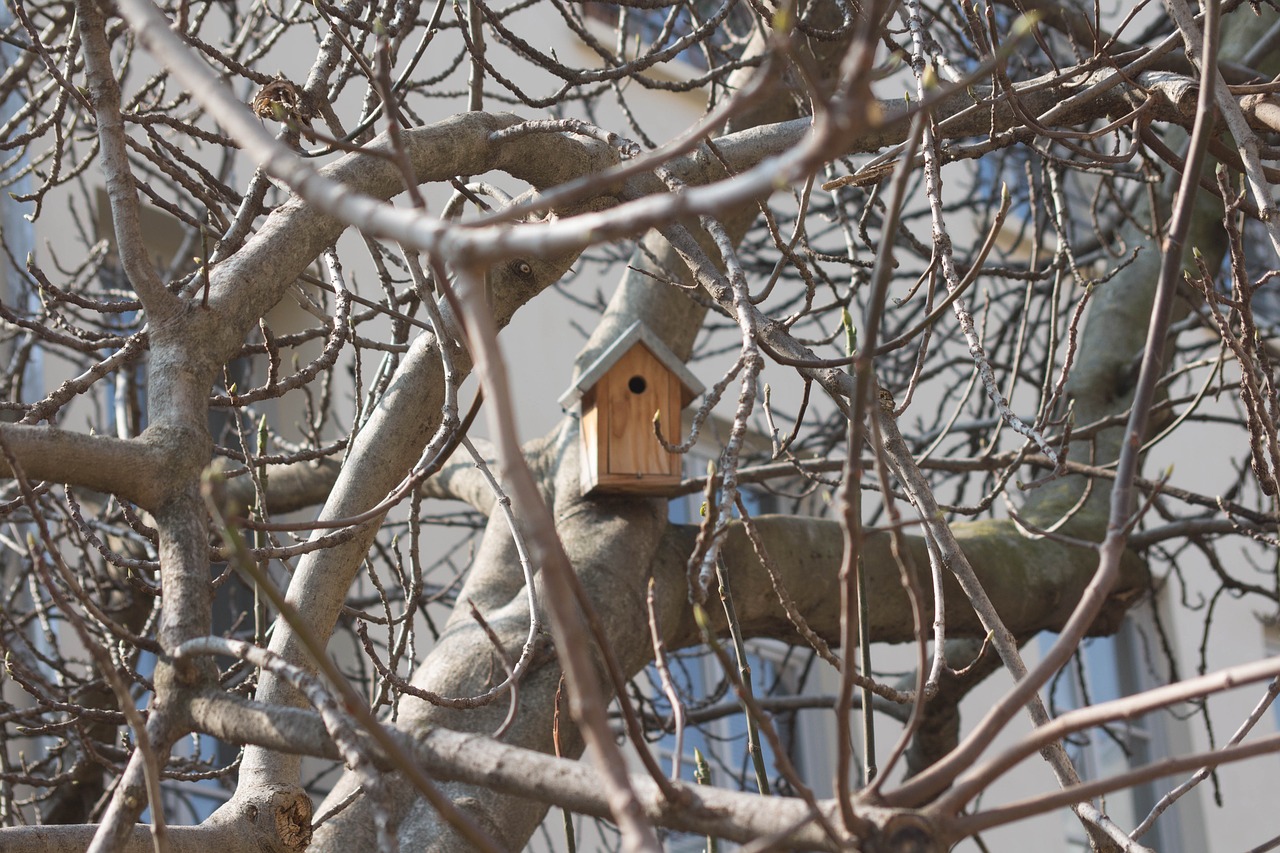 Image - paris tree nest nature