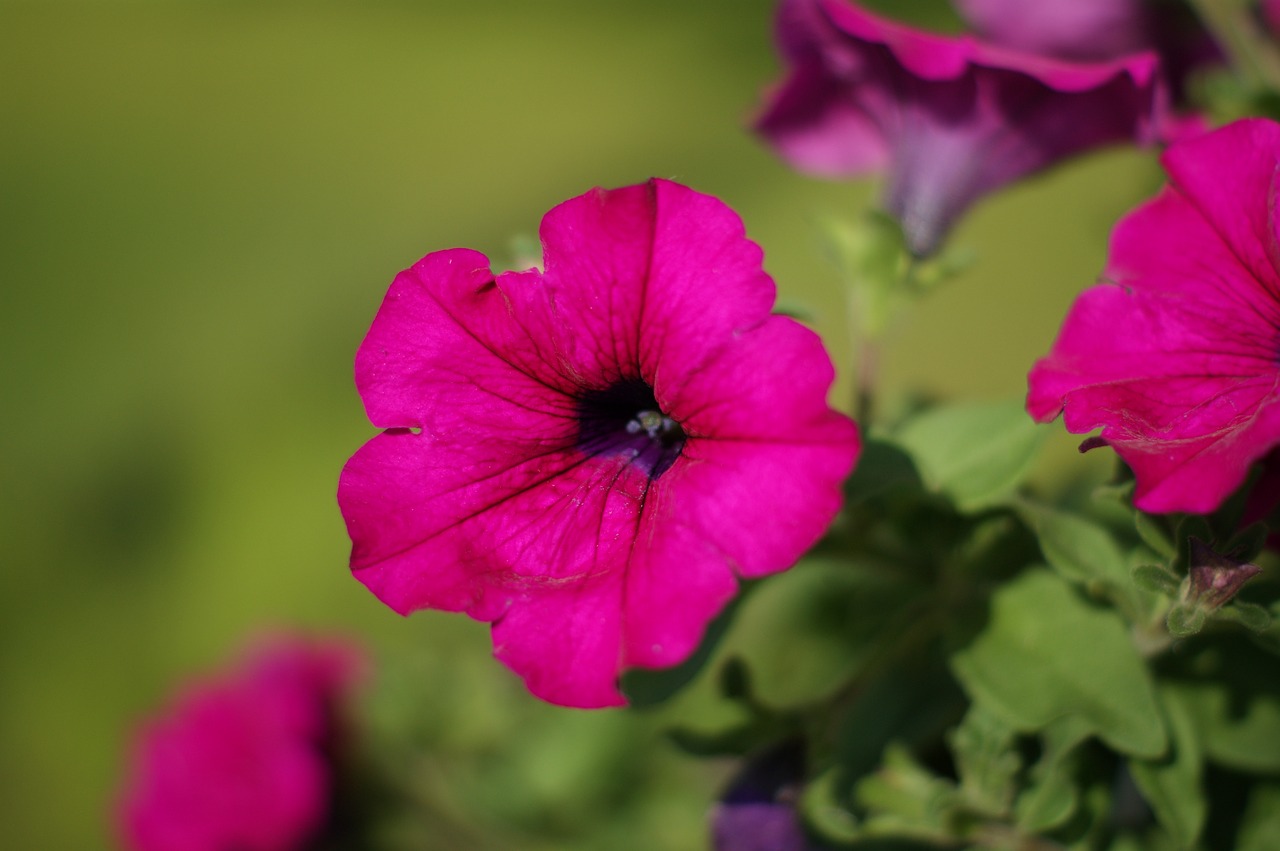 Image - flower surfinia violet garden