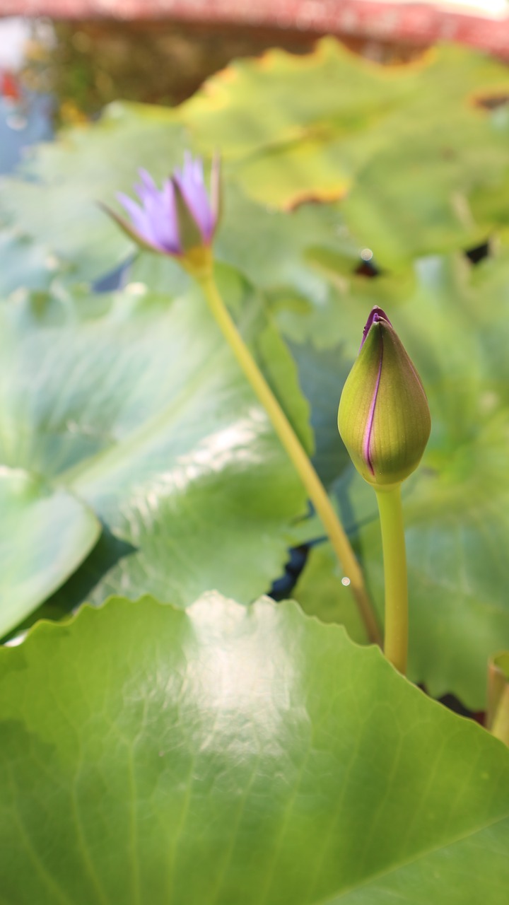 Image - triangle green leaf tropical