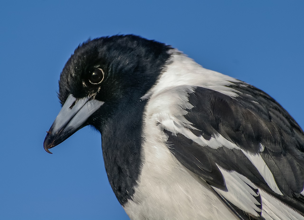 Image - pied butcherbird butcherbird