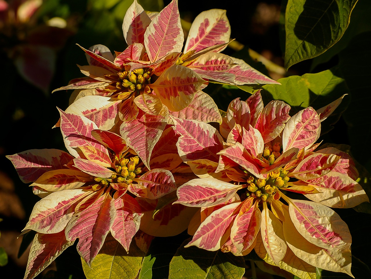Image - poinsettia leaves flowers pink