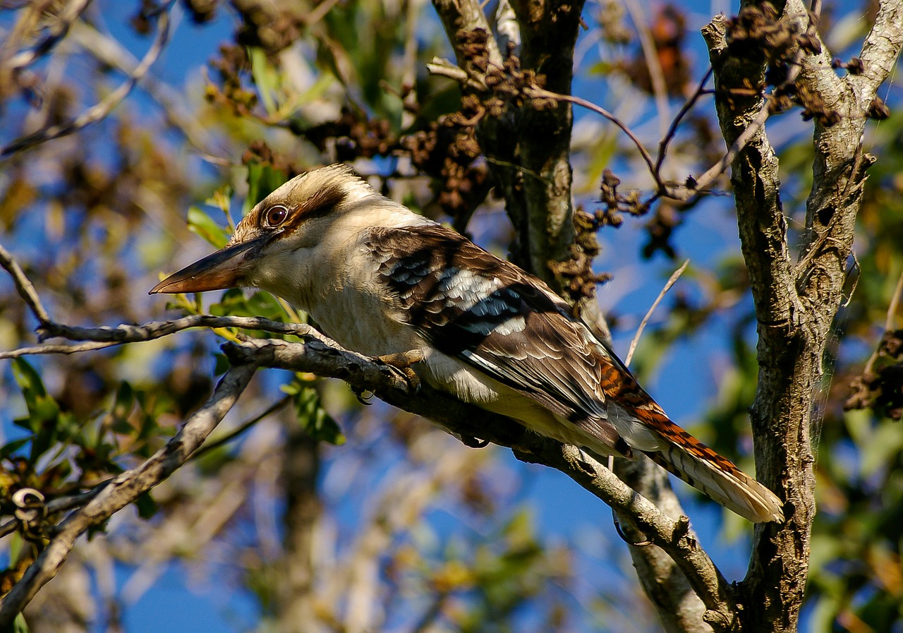 Image - laughing kookaburra kookaburra bird